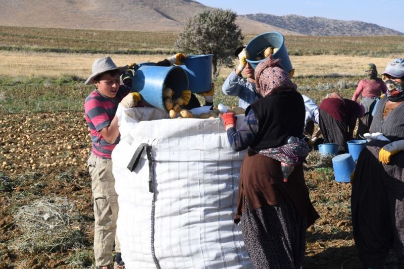 Kayseri’de patates hasadı başladı
