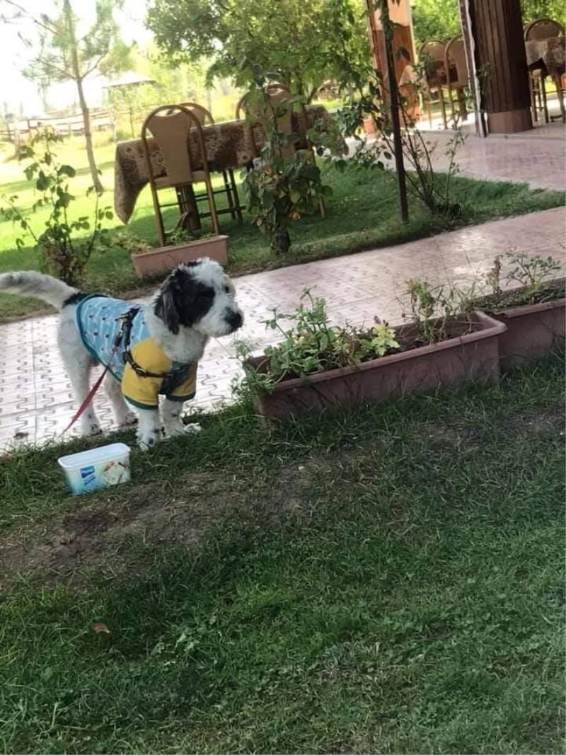 Kayıp olan Ahap’ı bulana ödül verilecek
