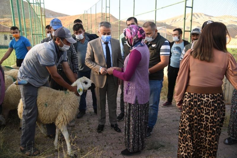 Kayseri’de damızlık koçların dağıtımına başlandı
