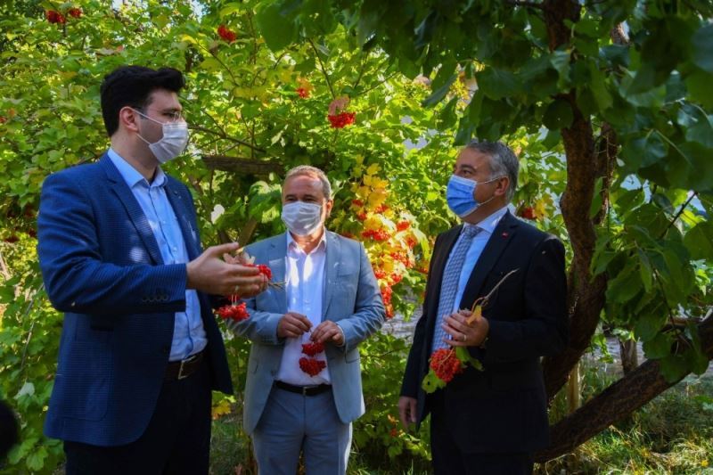 Coğrafi İşaretli, Böbrek Dostu Gilaburunun Hasadı Yapıldı
