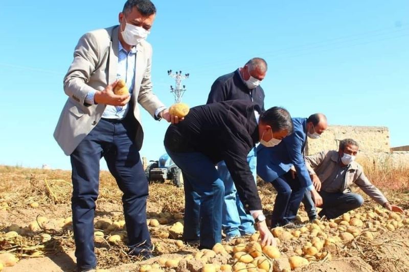 Yeşilhisar’da patates hasadı devam ediyor
