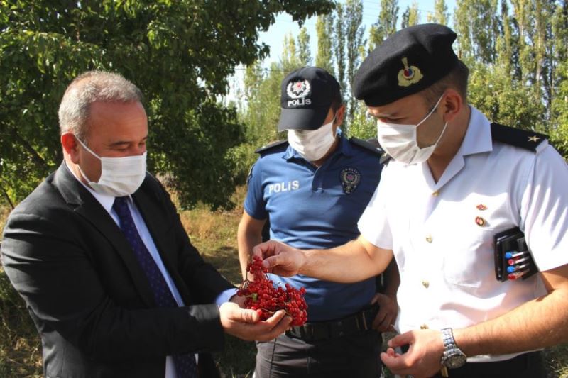 AKKIŞLA’DA GİLABURU HASADI BAŞLADI 