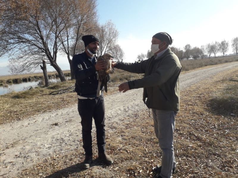 Yaralı bulunan Kızıl Şahin tedavi altına alındı
