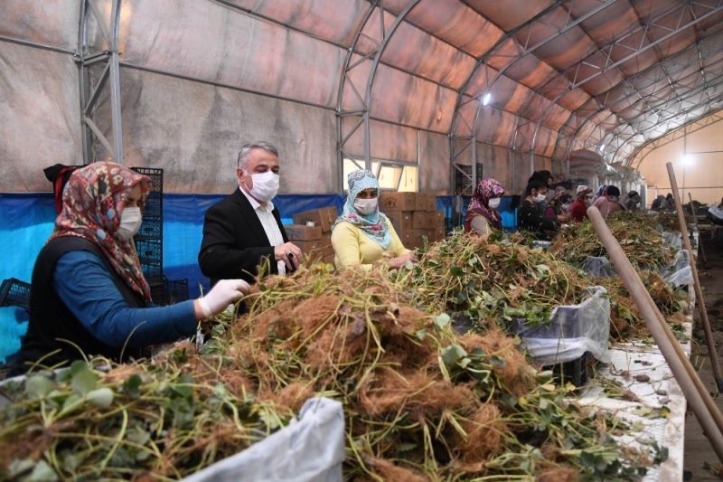 Türkiye’nin çilek fidesi Kayseri’den
