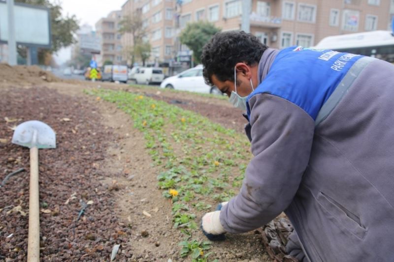 Melikgazi’nin kavşakları kışın da çiçek açtı
