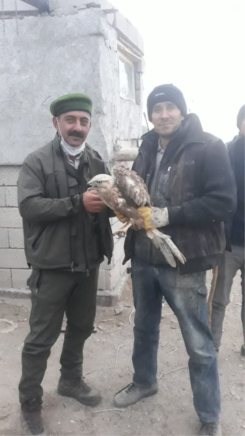 Yaralı şahine yardım eli
