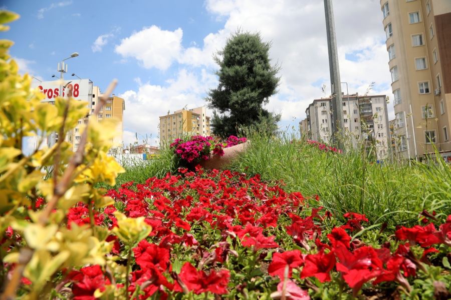 TALAS, ÇEVRE GÜNÜNDE ÇİÇEK AÇTI