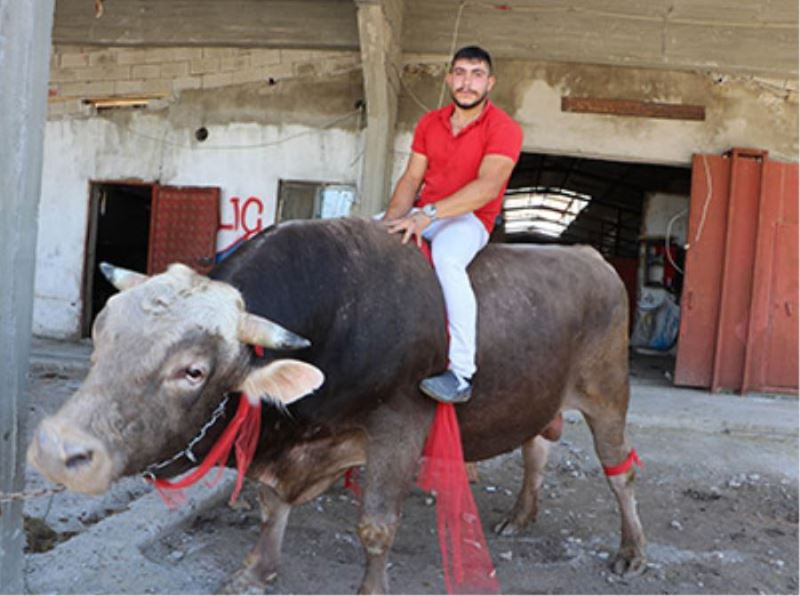 Gözü gibi baktığı boğanın üstünde matador gibi poz verdi