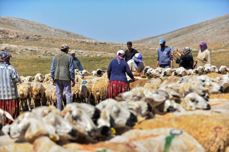 Göçerler bin yıllık yöntemle ekonomiye katkı sağlıyor