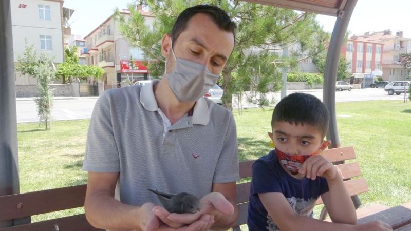 Uçamayan Ebabil kuşunu Hayvan Ambulansı