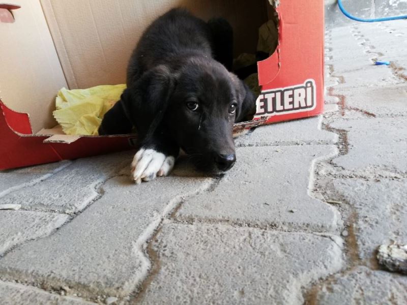 Yaralı köpek belediye ekiplerince hayvan hastanesine yetiştirildi 