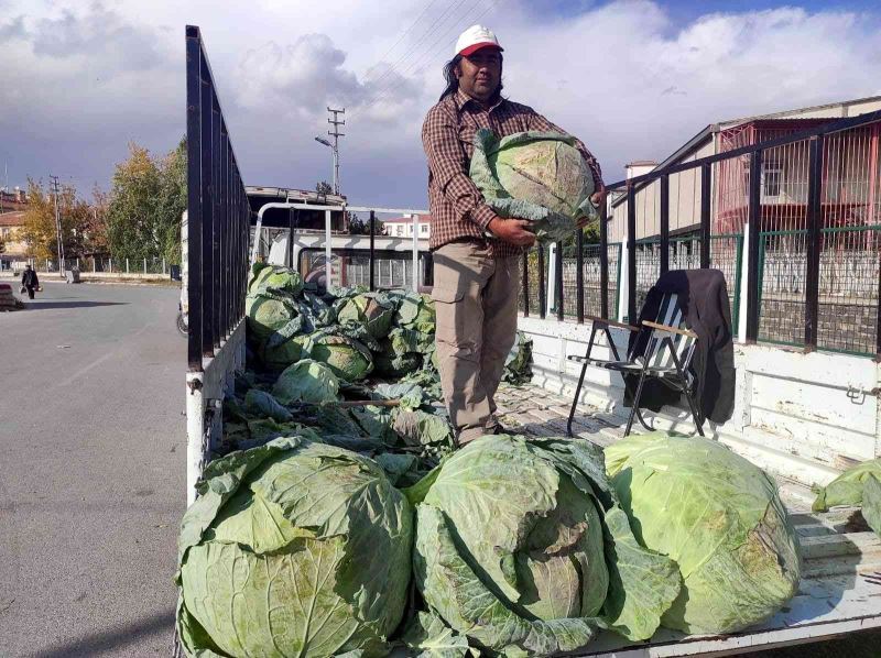 35 kiloluk lahanalar şaşkına çeviriyor
