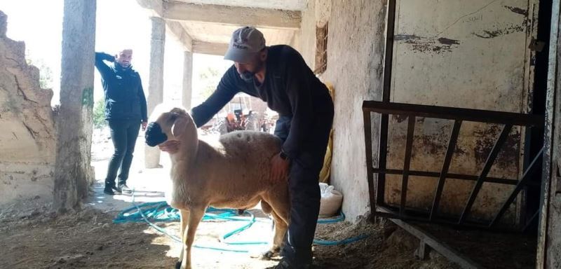 Tomarza küçükbaş hayvan damızlık üretim üssü olmaya aday
