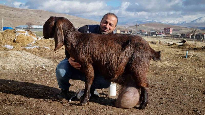 Süt fabrikası gibi keçi
