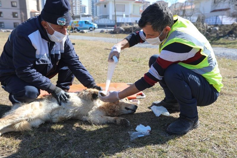 Sevimli dostların imdadına  ‘Pati Kurtaran’ yetişiyor
