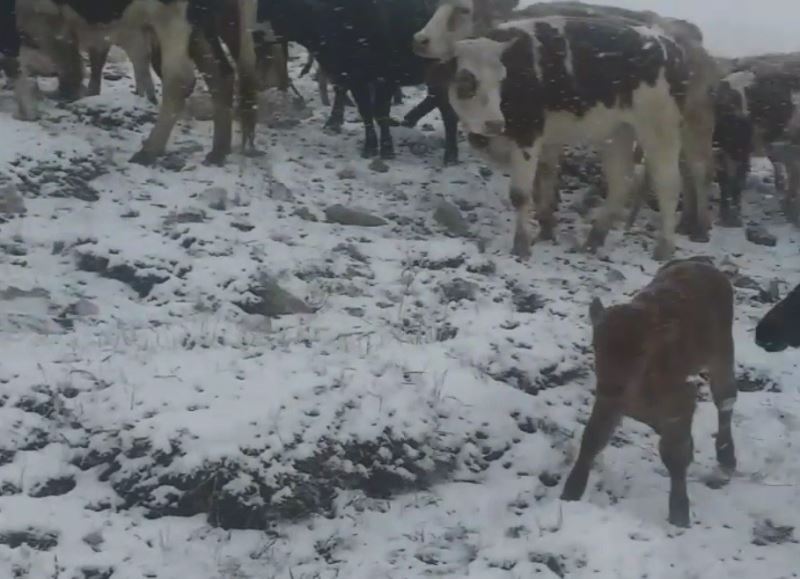 Develi’de kayıp büyükbaş hayvanlar bulundu
