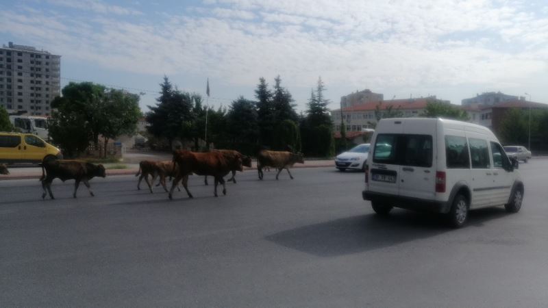 Başıboş büyükbaş hayvan sürüsü, sürücülere zor anlar yaşattı
