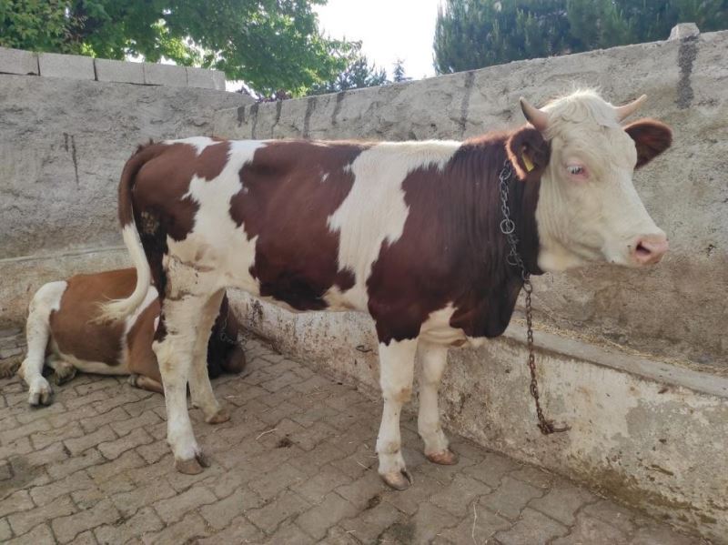 Bayram sabahı kaçan kurbanlık, 18 kilometre uzaklıkta bulundu
