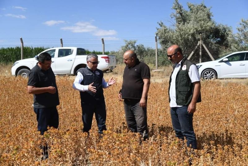 Doğal Şifa Kaynağı Olan Aspir’in Hasadı Yaklaşıyor
