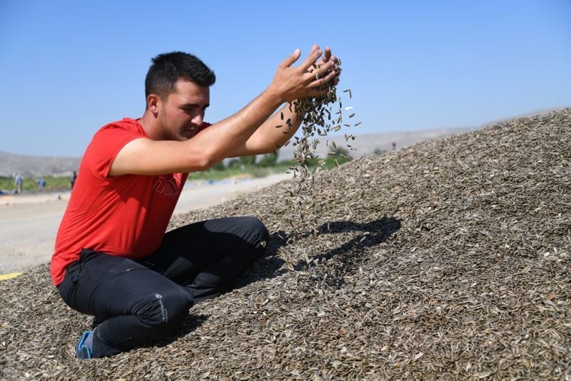 Kayseri’de Ay Çekirdeği Hasadı Başladı
