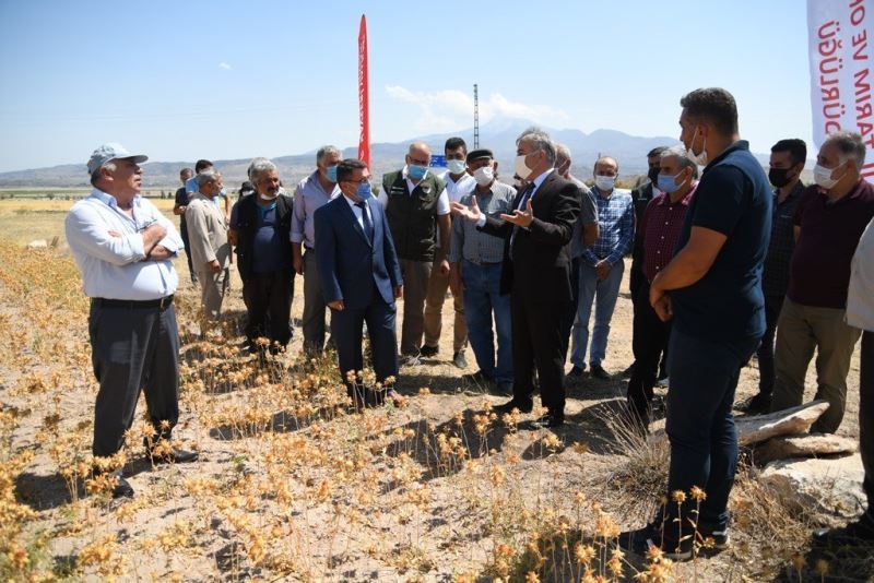 İncesu’da ’Aspir Bitkisi Tarla Günü’ etkinliği düzenledi
