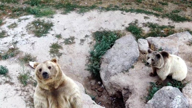 (Özel) Dron gören ayılar gülümsetti
