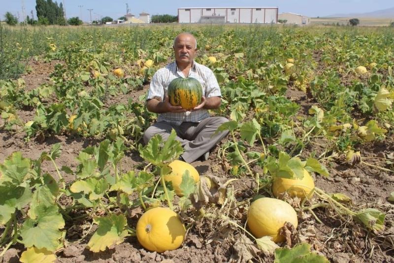 Kabak hasadına günler kala Tomarza Kabağı’na özel şiir
