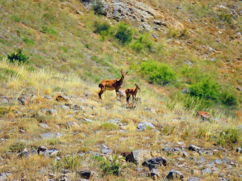 Kayseri’de yaban keçileri için kış hazırlıkları başladı
