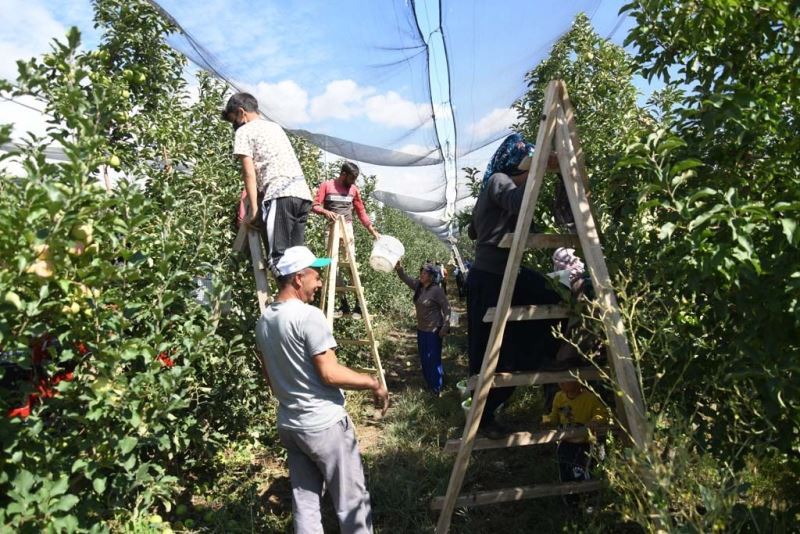 Kayseri’de elma hasadı başladı
