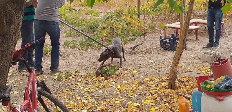 Tehlikeli ırk köpek besleyen 6 kişiye 240 bin TL ceza
