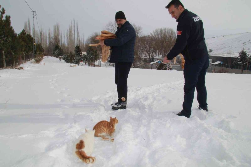 Bünyan zabıtası yaban hayvanlarına yem bıraktı
