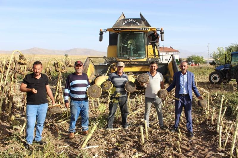 Ayçiçeği hasadı çiftçinin yüzünü güldürdü
