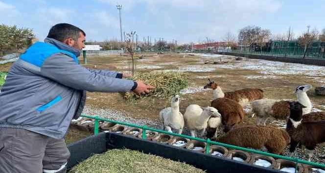 Hayvanlara zorlu kış şartları hissettirilmiyor