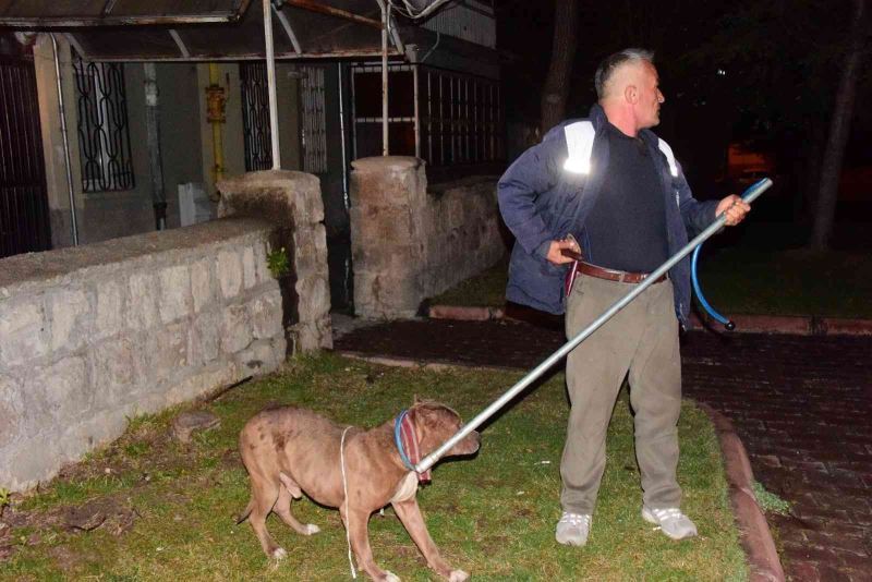 Kayseri’de pitbull evcil köpekleri parçalayacaktı
