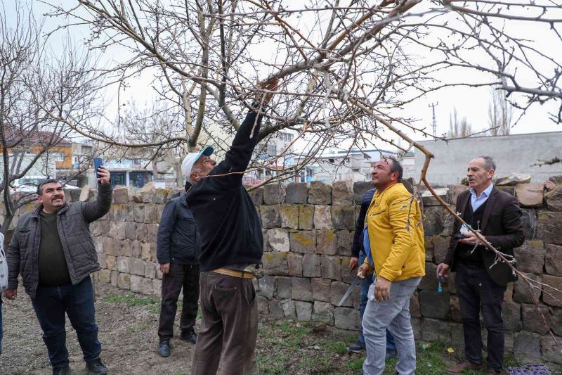 Talaslı çiftçilere uygulamalı aşı ve budama eğitimi
