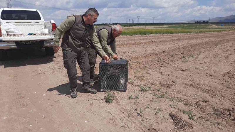 Girdiği kümeste mahsur kalan tilkiyi ekipler kurtardı
