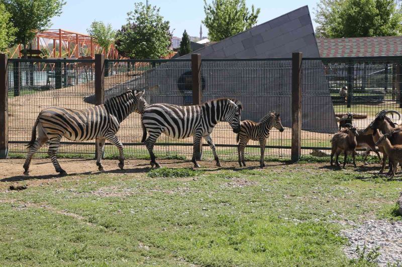 Büyükşehir Hayvanat Bahçesi’nde yeni doğan zebra ilgi odağı oldu
