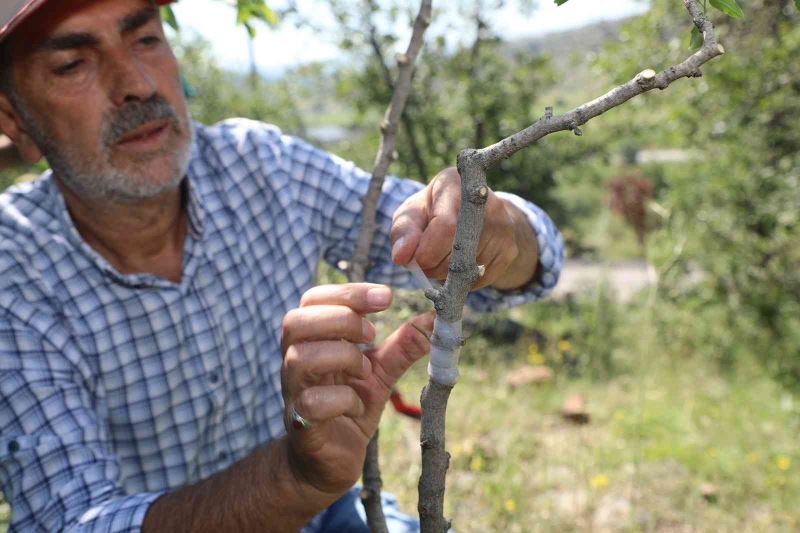 Ali Dağı’nda Antep Fıstığı yetişecek
