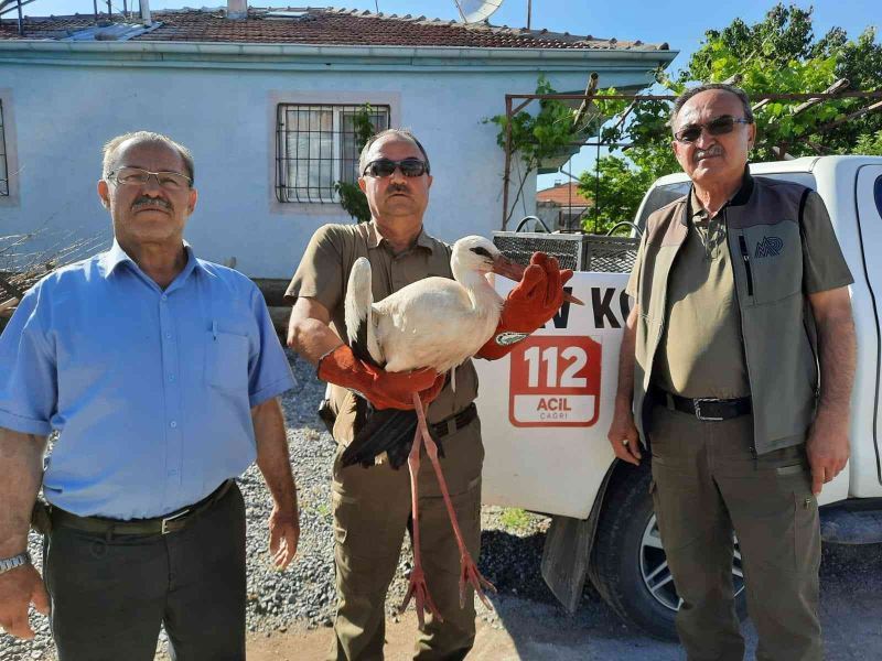 Yaralı leylek ve yavru kerkenez emin ellerde
