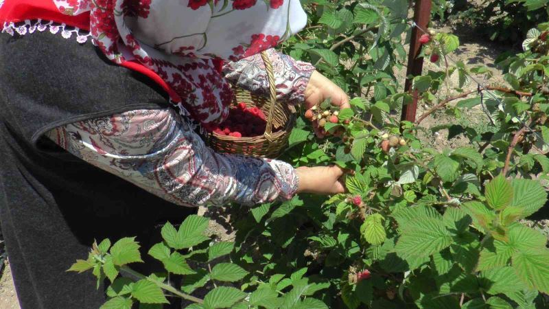 Bu bahçenin ziyaretçileri meyvelerini dalından yiyor
