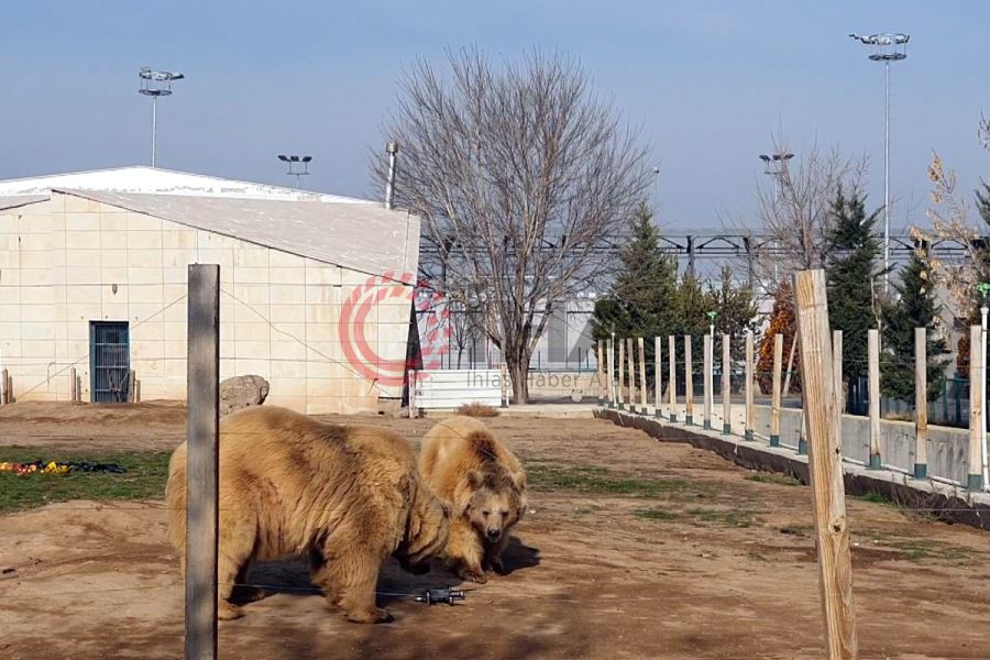 Ayıların dron ile imtihanı: Pervanesiyle oynadılar