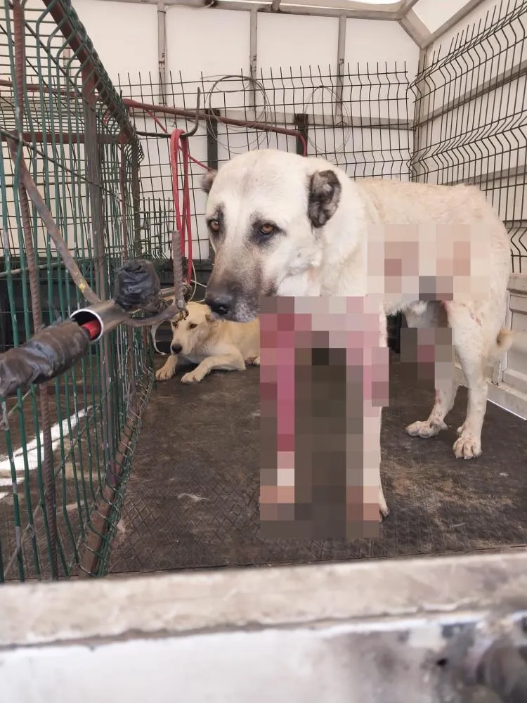 Pompalı tüfekle dehşet saçtı: Tavuklarına zarar verdiğini iddia ettiği sokak köpeklerini vurdu