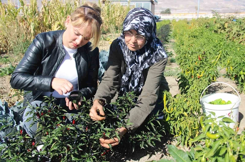 Kadınlar topraktan sofraya üretim yapıyor
