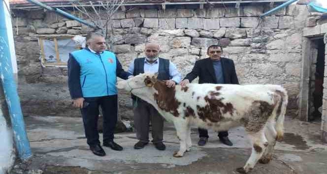 Gözü gibi baktığı danasını depremzedelere bağışladı