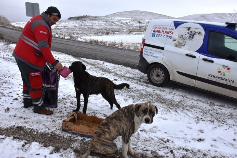 Kocasinan’dan Soğuk Havada Sokak Hayvanları İçin Yemleme Çalışması
