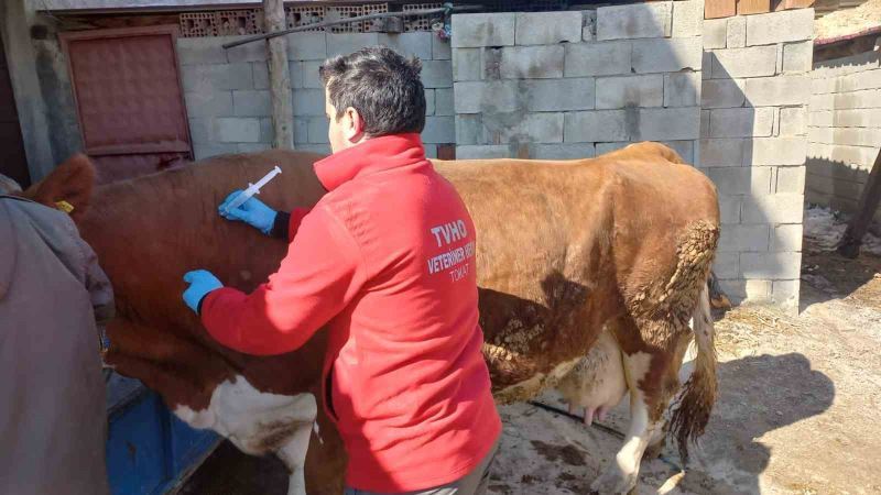 Depremde hayvanların da yaraları sarıldı
