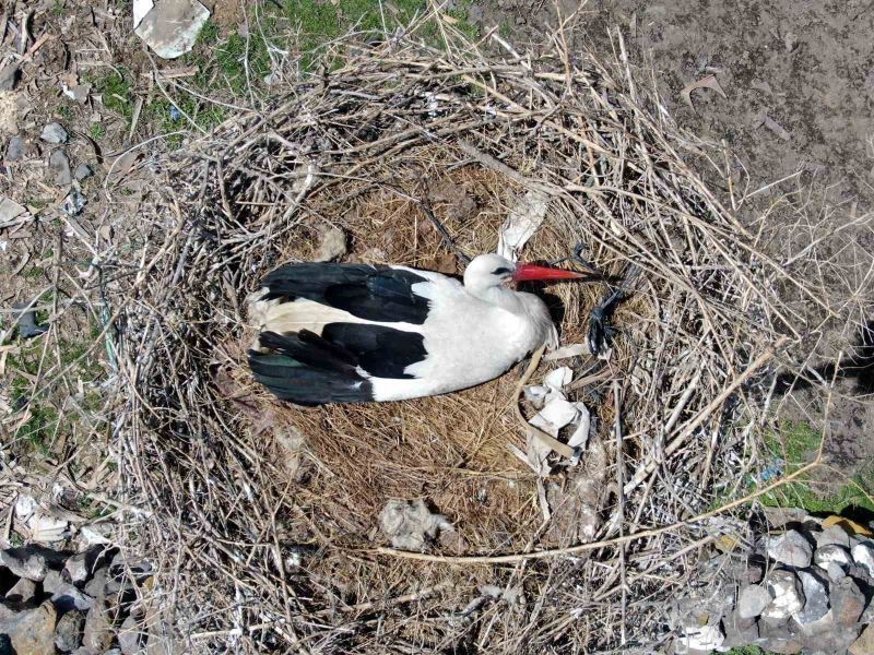 Kayseri’deki yuvalarına yerleşen leylekler havadan görüntülendi
