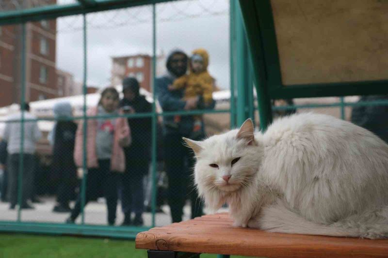 Küçük Dostlar Kedi Kasabası Açıldı
