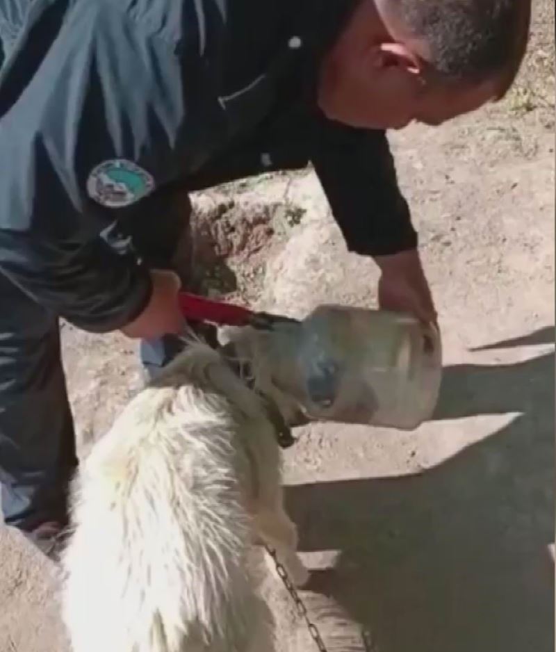 Kafası bidona sıkışan köpeği itfaiye kurtardı
