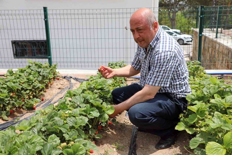 Talas’ta deneme bahçeleriyle yeni ürünlere teşvik
